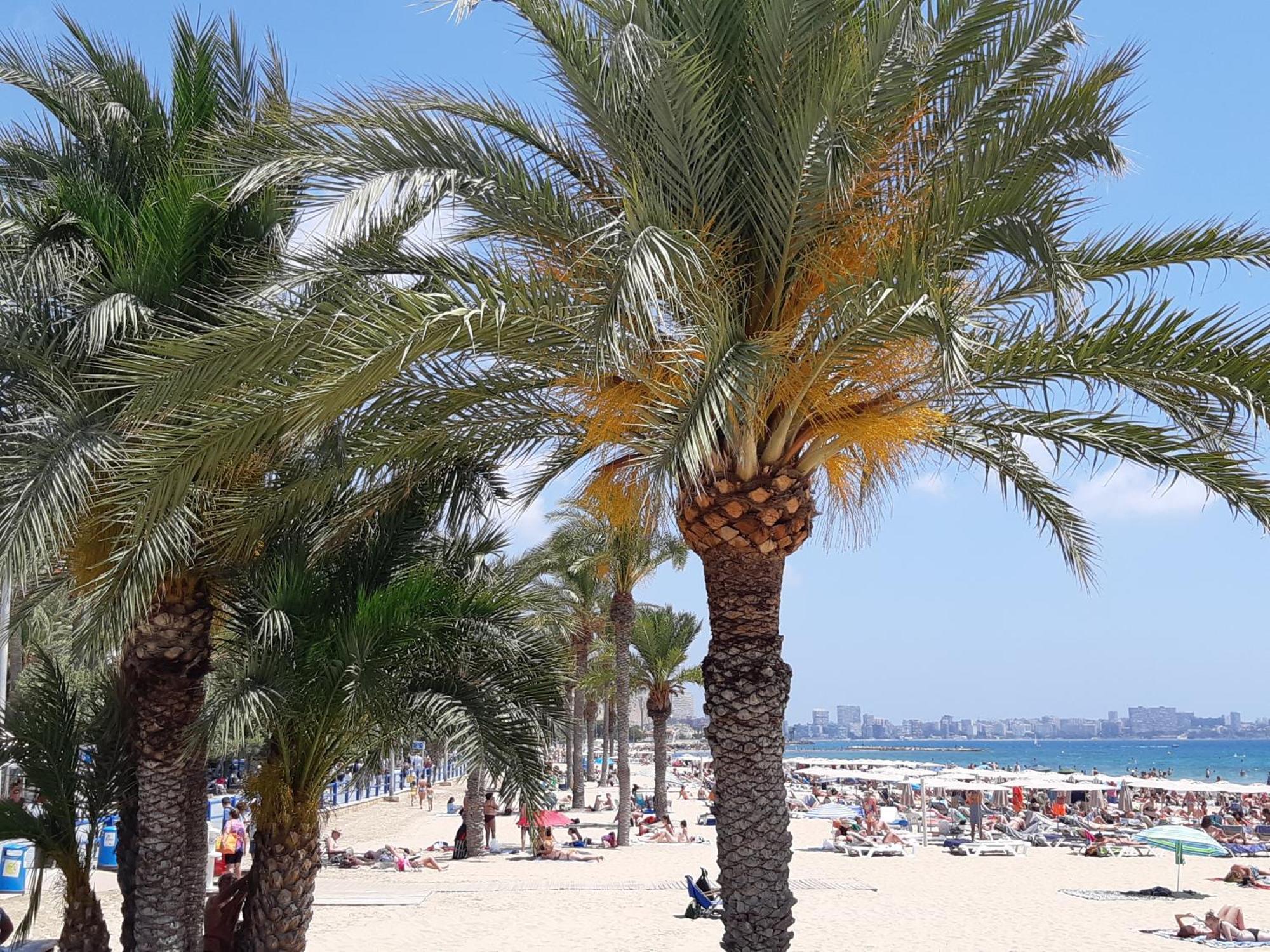 Wonderful Apartment In The Center By The Sea Alicante Eksteriør billede